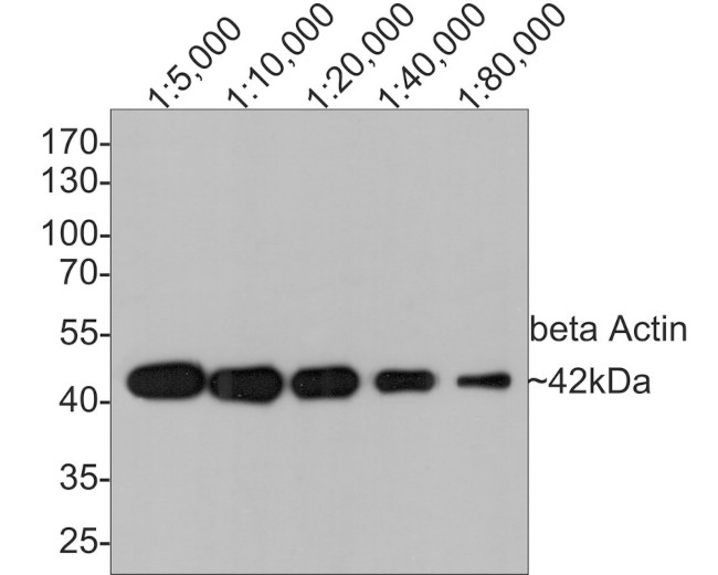 beta Actin Antibody in Western Blot (WB)