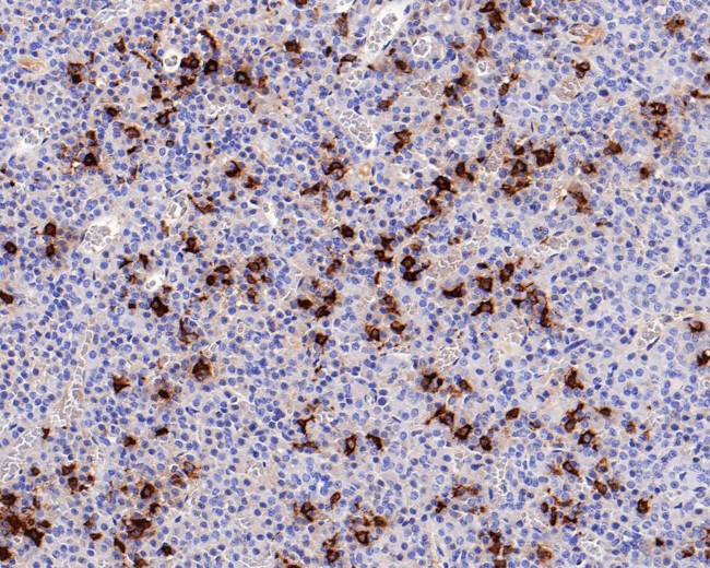 POMC Antibody in Immunohistochemistry (Paraffin) (IHC (P))