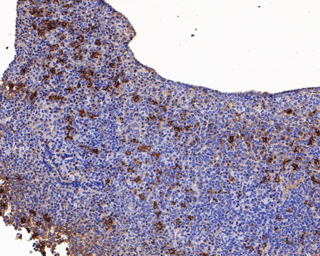 POMC Antibody in Immunohistochemistry (Paraffin) (IHC (P))