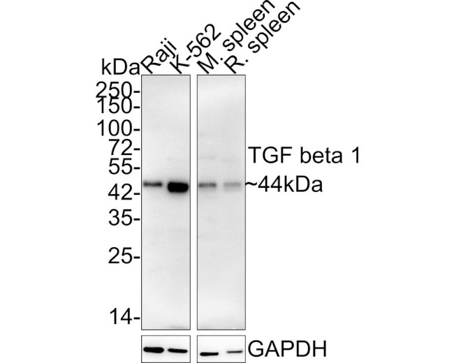 TGF beta-1 Antibody in Western Blot (WB)