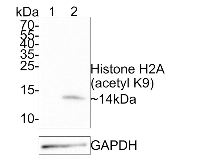 H2AK9ac Antibody in Western Blot (WB)