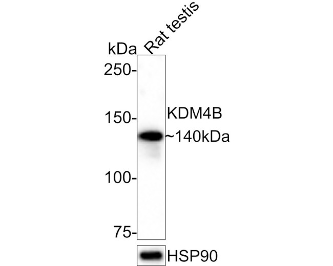 JMJD2B Antibody in Western Blot (WB)