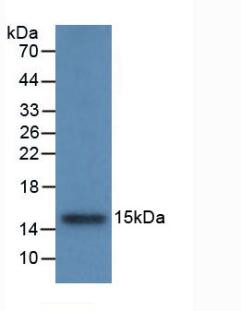 Cystatin B Antibody in Western Blot (WB)