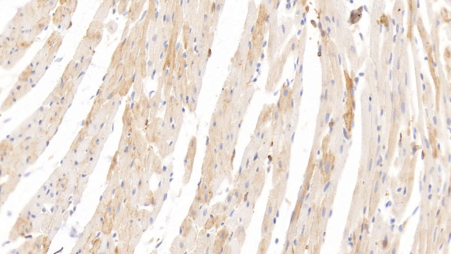 HRG Antibody in Immunohistochemistry (Paraffin) (IHC (P))