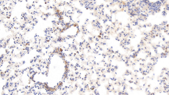 HRG Antibody in Immunohistochemistry (Paraffin) (IHC (P))