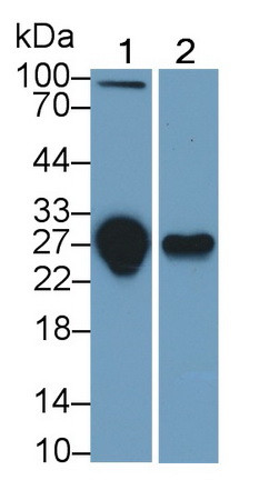 TRAIL-R3 Antibody in Western Blot (WB)