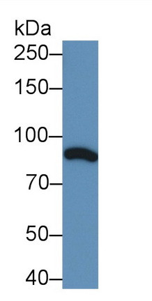 C1S Antibody in Western Blot (WB)