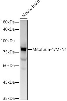 MFN1 Antibody in Western Blot (WB)