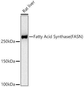 FASN Antibody in Western Blot (WB)