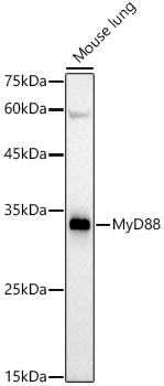 MyD88 Antibody in Western Blot (WB)