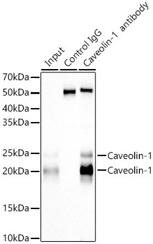 Caveolin 1 Antibody in Immunoprecipitation (IP)
