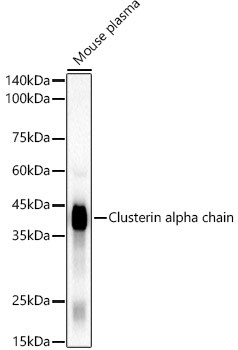 Clusterin Alpha Antibody in Western Blot (WB)