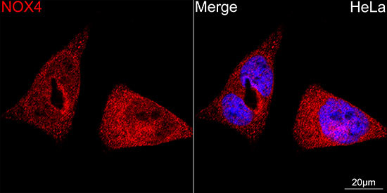 NOX4 Antibody in Immunocytochemistry (ICC/IF)