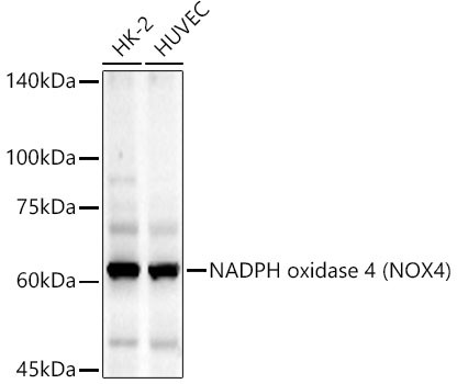 NOX4 Antibody in Western Blot (WB)