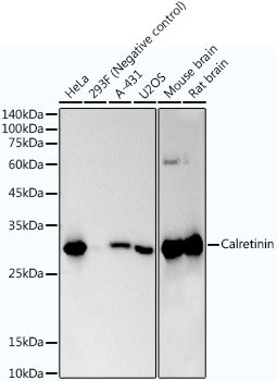 Calretinin Antibody in Western Blot (WB)