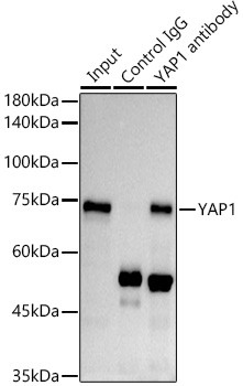 YAP1 Antibody in Immunoprecipitation (IP)