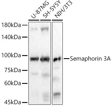 SEMA3A Antibody in Western Blot (WB)