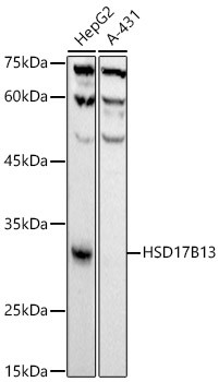 HSD17B13 Antibody in Western Blot (WB)