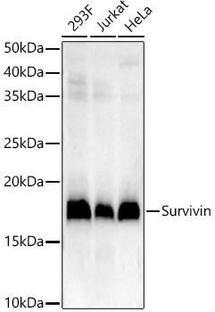 Survivin Antibody in Western Blot (WB)