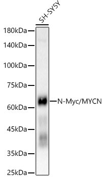 n-Myc Antibody in Western Blot (WB)