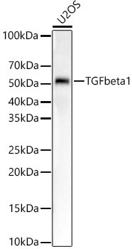 TGF beta-1 Antibody in Western Blot (WB)