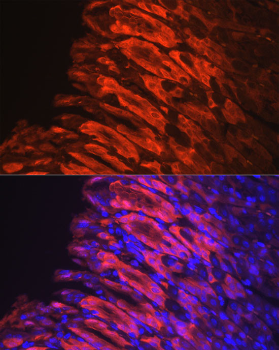 NQO1 Antibody in Immunocytochemistry (ICC/IF)