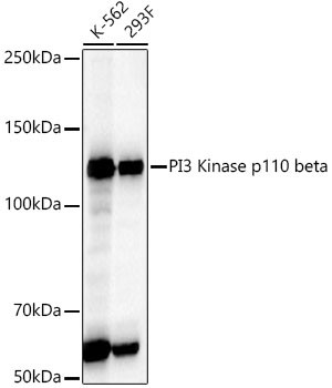 PIK3CB Antibody in Western Blot (WB)