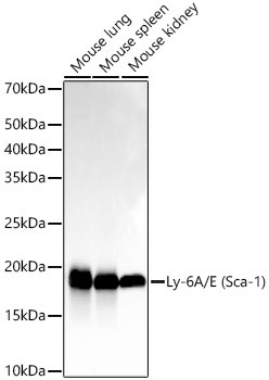 Ly-6A/E Antibody in Western Blot (WB)