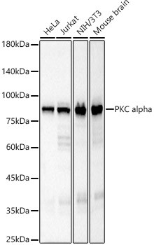 PKC alpha Antibody in Western Blot (WB)