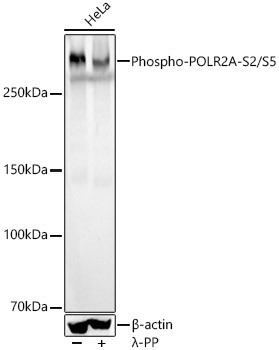 Phospho-RNA pol II CTD (Ser2, Ser5) Antibody in Western Blot (WB)
