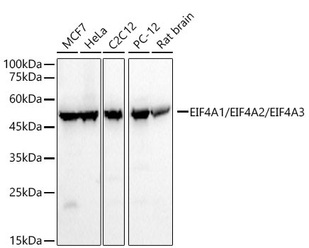 EIF4A1/EIF4A2/EIF4A3 Antibody in Western Blot (WB)