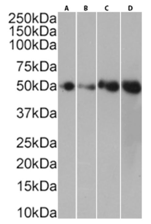 CD40 Chimeric Antibody in Western Blot (WB)