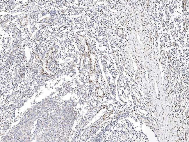 IL-33 Antibody in Immunohistochemistry (Paraffin) (IHC (P))