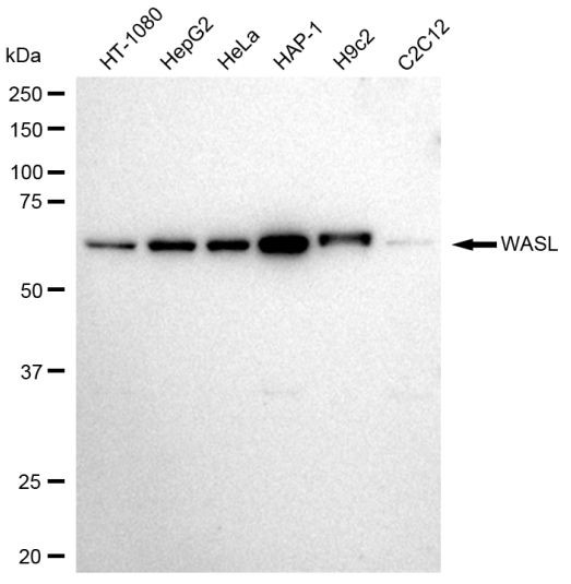 N-WASP Antibody in Western Blot (WB)