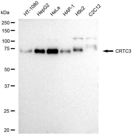 CRTC3 Antibody in Western Blot (WB)