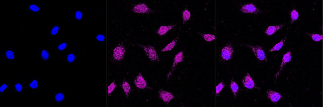 FLAP Antibody in Immunocytochemistry (ICC/IF)