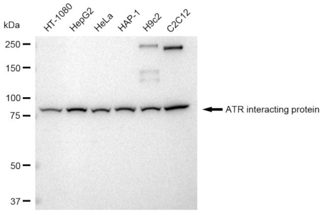 ATRIP Antibody in Western Blot (WB)