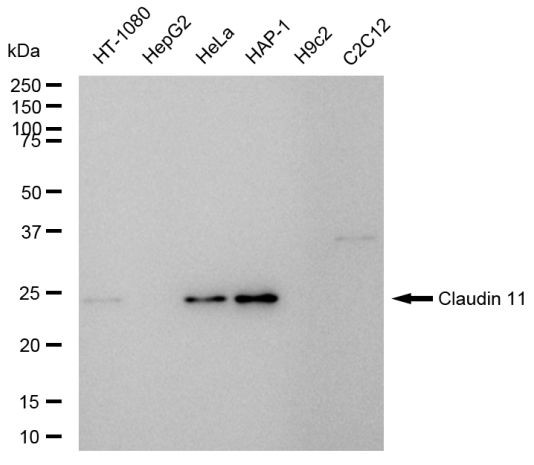 Claudin 11 Antibody in Western Blot (WB)