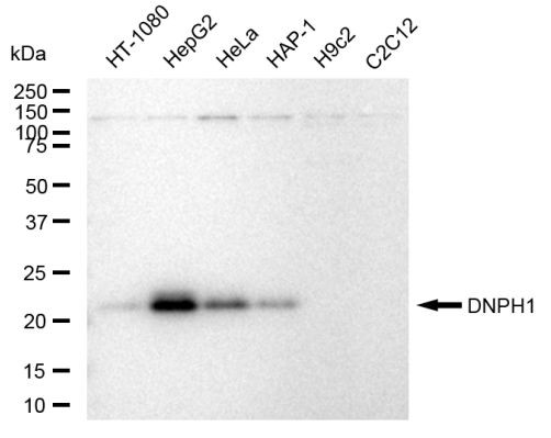 RCL Antibody in Western Blot (WB)