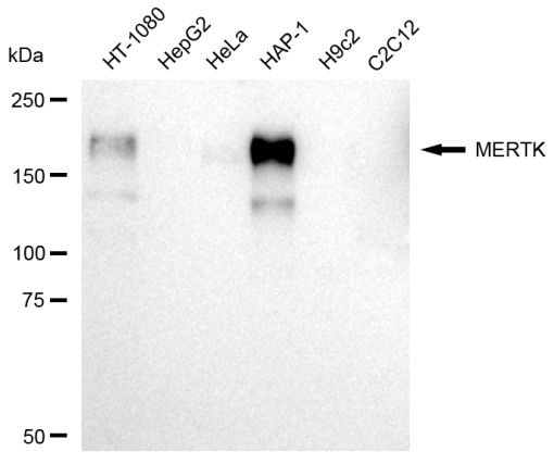 MERTK Antibody in Western Blot (WB)