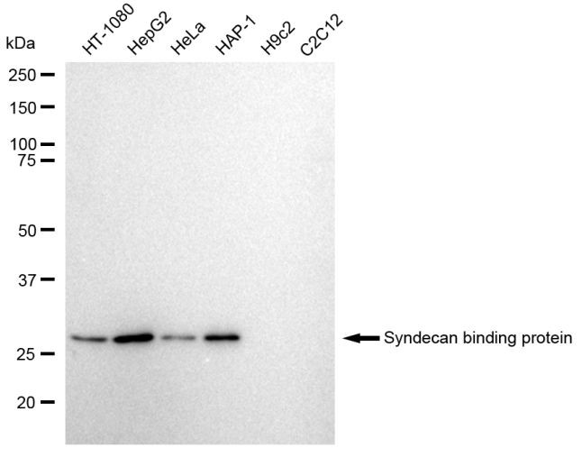Syntenin 1 Antibody in Western Blot (WB)