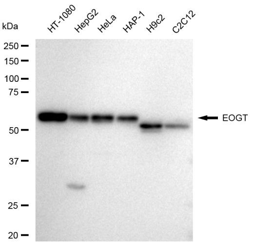 EOGT Antibody in Western Blot (WB)