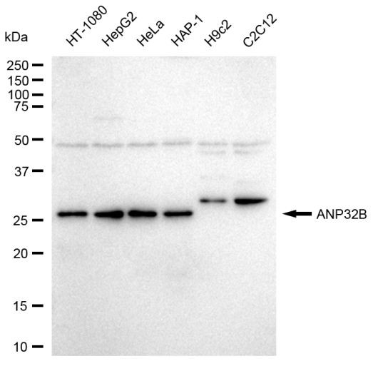 PHAPI2 Antibody in Western Blot (WB)