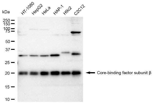 CBF beta Antibody in Western Blot (WB)