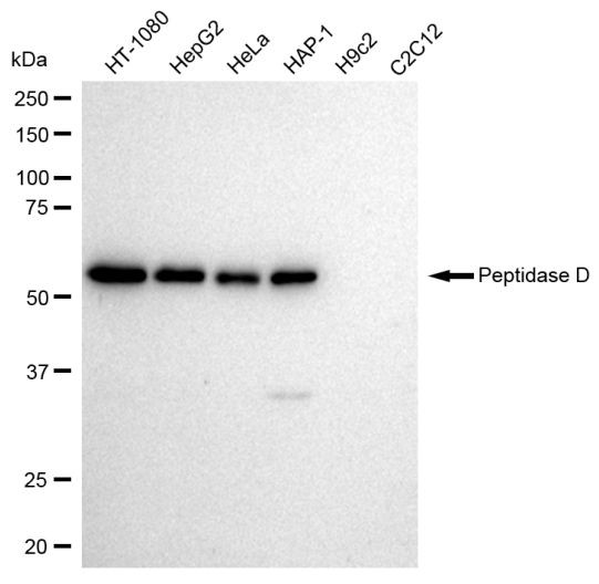 PEPD Antibody in Western Blot (WB)