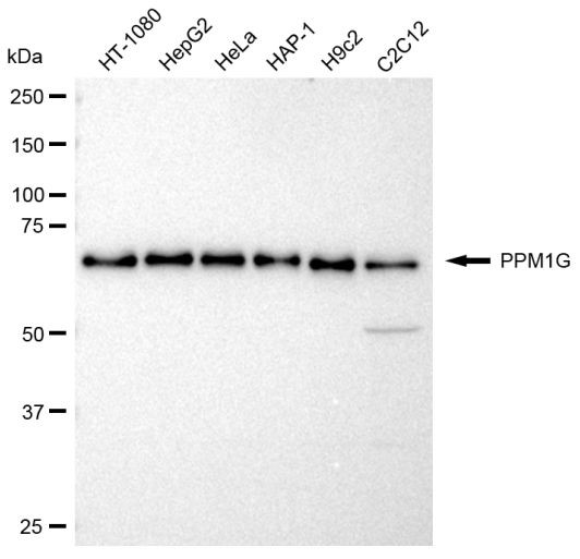 PPM1G Antibody in Western Blot (WB)
