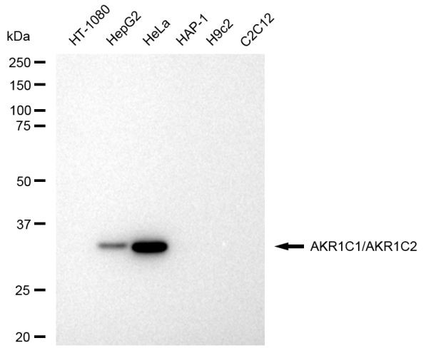 AKR1C1/AKR1C2 Antibody in Western Blot (WB)