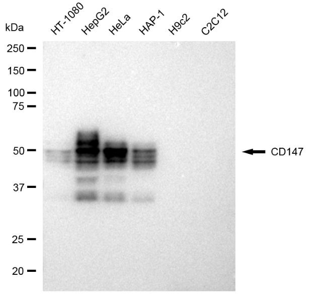 CD147 Antibody in Western Blot (WB)