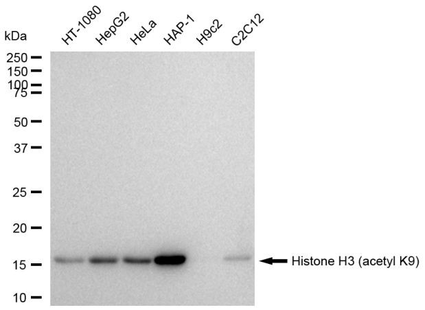 H3K9ac Antibody in Western Blot (WB)