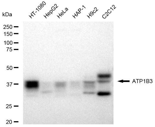 CD298 Antibody in Western Blot (WB)